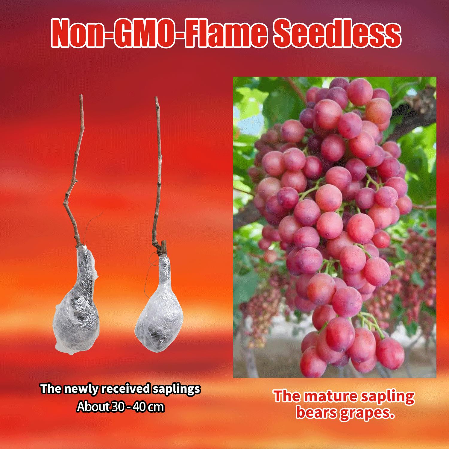 Flame Seedless Grape Plant Live – Red Seedless Table Grape Vine for Home Gardening, Easy Care Climbing Plant for Trellis, Patio Containers & Small Spaces Flame Seedless Grape Plant Live – Red Seedless Table Grape Vine for Home Gardening, Easy Care Climbing Plant for Trellis, Patio Containers & Small Spaces