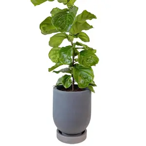 SMALL Fiddle Leaf Fig x Cylindro