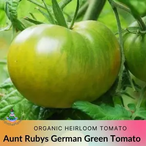 Heirloom Aunt Rubys GREEN Tomato Seeds, Packets of 15 & 25 seeds - Organically Grown, 6 - 10 feet vines, Ideal for Tasty Slicing Tomatoes