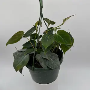 Philodendron Micans 8" HB Pot Live Tropical House Plant for Indoor Decor Beginner-friendly Unique Leaves Low-maintenance Bright Indirect Sunlight