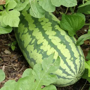 A general 50-seeds watermelon is used for growing heirloom and non-GMO 7-gram seed garden vegetables, which are green