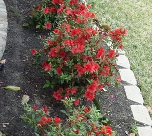 Autumn Embers™ Encore® Azalea