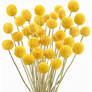 30Pcs Natural Dried Flowers Craspedia Billy Balls Flowers Billy Buttons Floral Bouquet for Flower Arrangements Wedding Home Tall Vase Decor Yellow