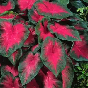 Caladium 'Cardinal' Plant Bulbs (3 Pack) - Colorful Foliage in Summer Shade Gardens
