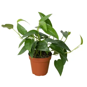 Pothos Cebu Blue