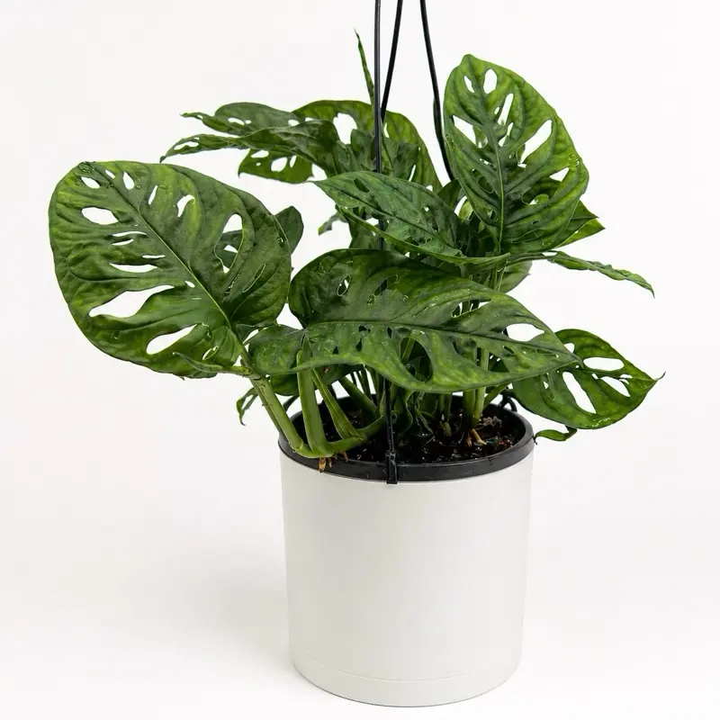 Monstera Swiss Cheese narrow form 8" HB Adansonii House Plant for Indoor Decoration & Air-Purification Tropical Vibes Easy Care Stunning Foliage
