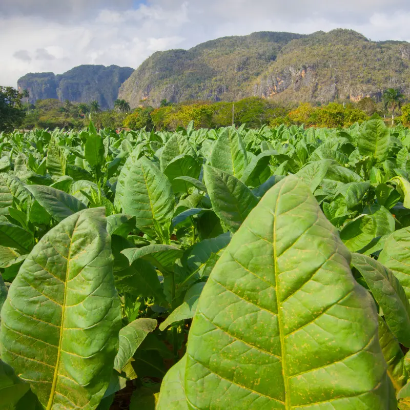 how many people die from tobacco yearly Tobacco Is Destroying the World [CHARTS]