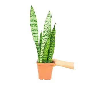 Snake Plant 'Zeylanica', Medium