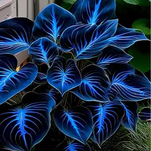 800 Blue Hosta Seeds – Unique Blue-Toned Foliage for Stylish Garden Borders