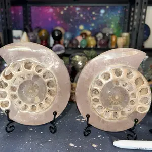 HUGE Ammonite Fossil Shell (Cut)