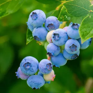 Blueberry Seeds - Organic, Heirloom, Open Pollinated, Non GMO - Grow Indoors, Outdoors, In Pots, Grow Beds, Soil, Hydroponics & Aquaponics