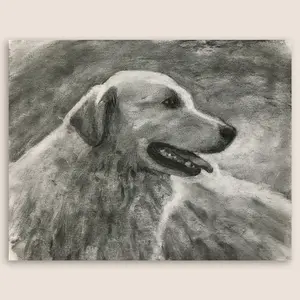 Golden Retriever Original Charcoal Drawing 11"x14" Dog Portrait On Paper Loose Realistic Style Artwork