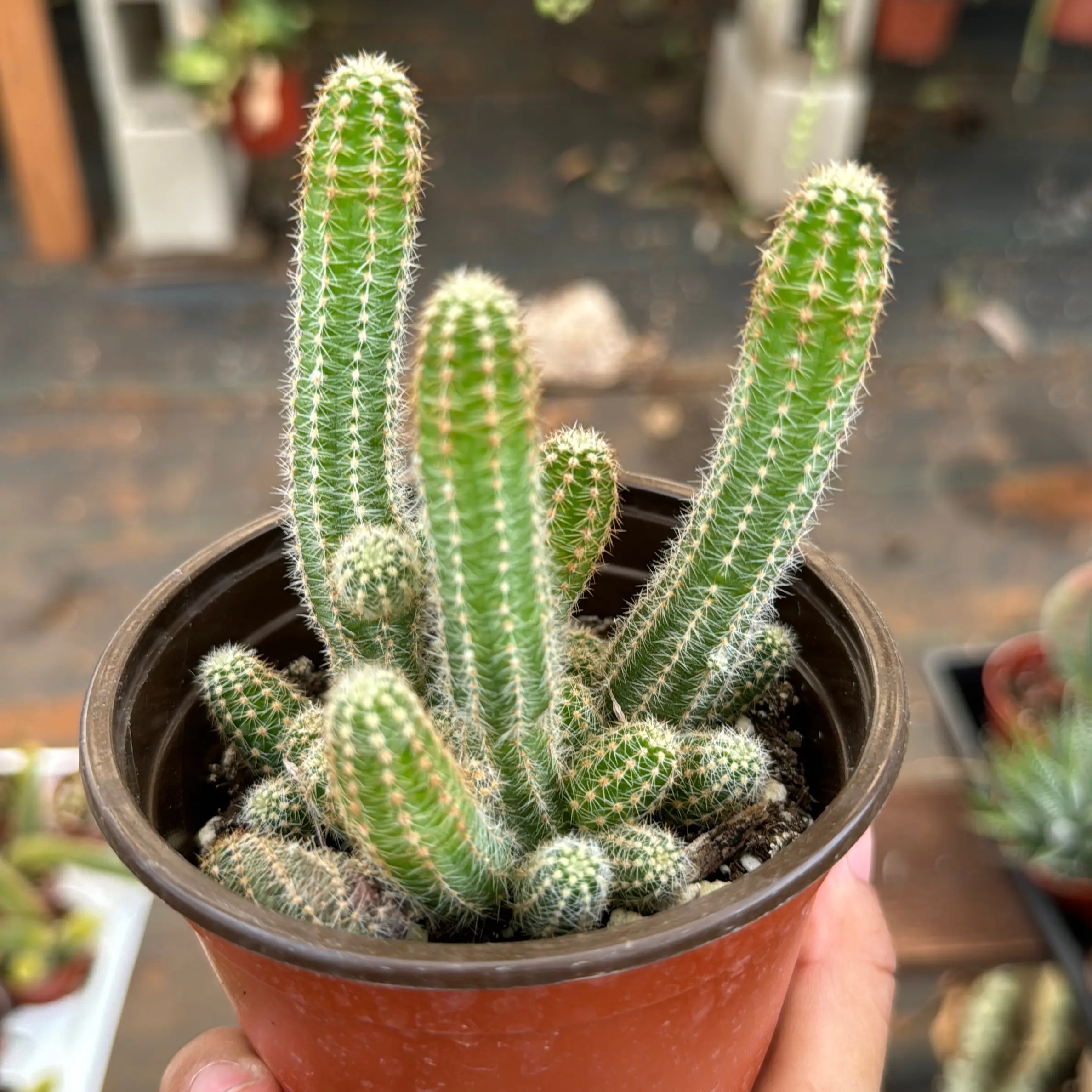 4 peanut cactus Echinopsis chamaecereus - TikTok Shop