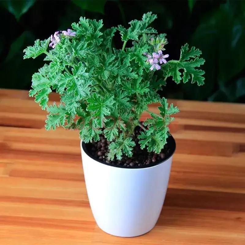 600+ pcs Citronella Plant Seeds，Mosquitoes and pests Away