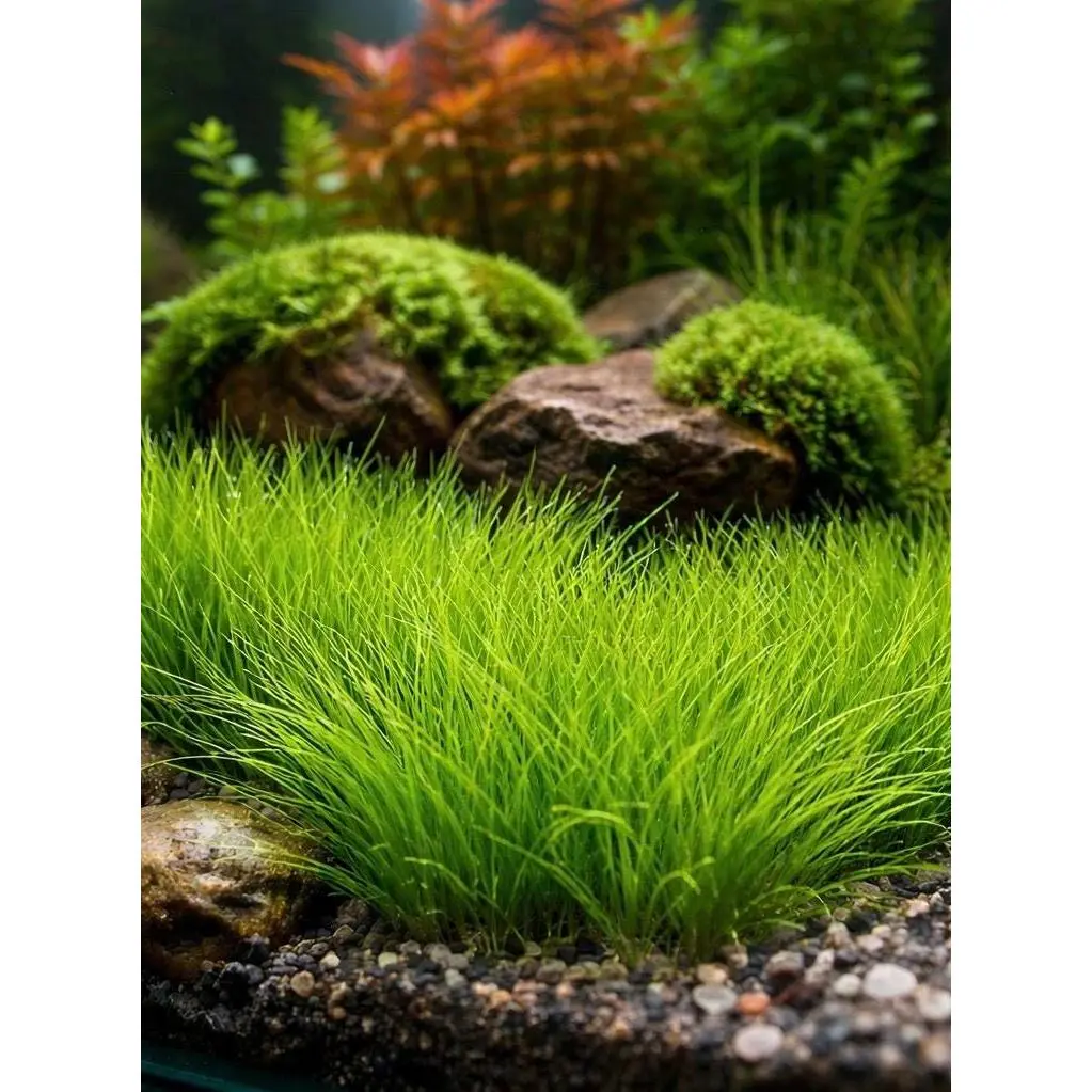 Dwarf Hair Grass Plug Live Aquarium Plant – Easy Carpeting Plant Dwarf Hair Grass Plug Live Aquarium Plant – Easy Carpeting Plant