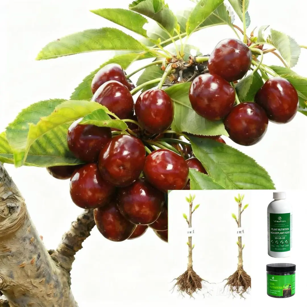 Two cherry seedling+Fertilizer set