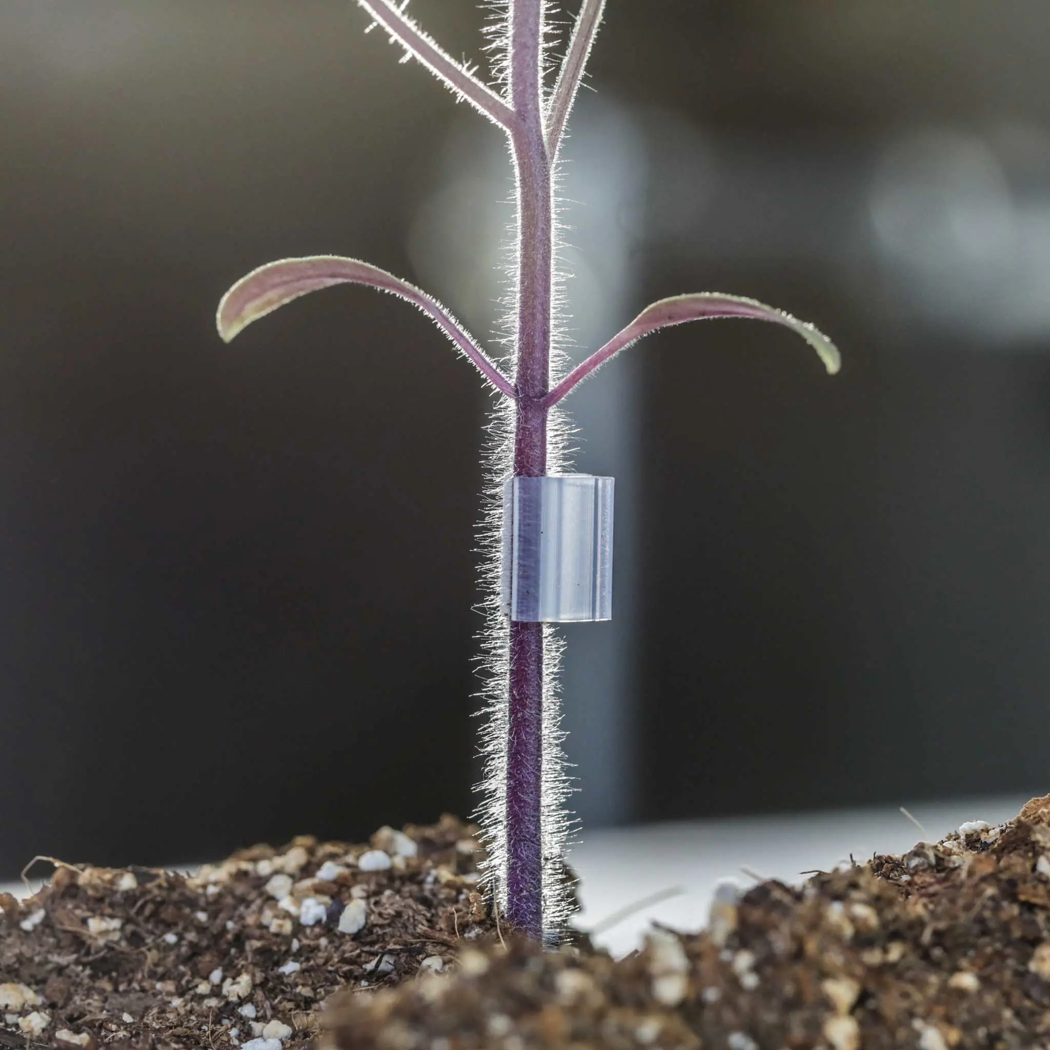 Grafting Clips with Channel