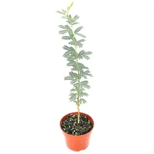 Vachellia erioloba 'Camel Thorn'