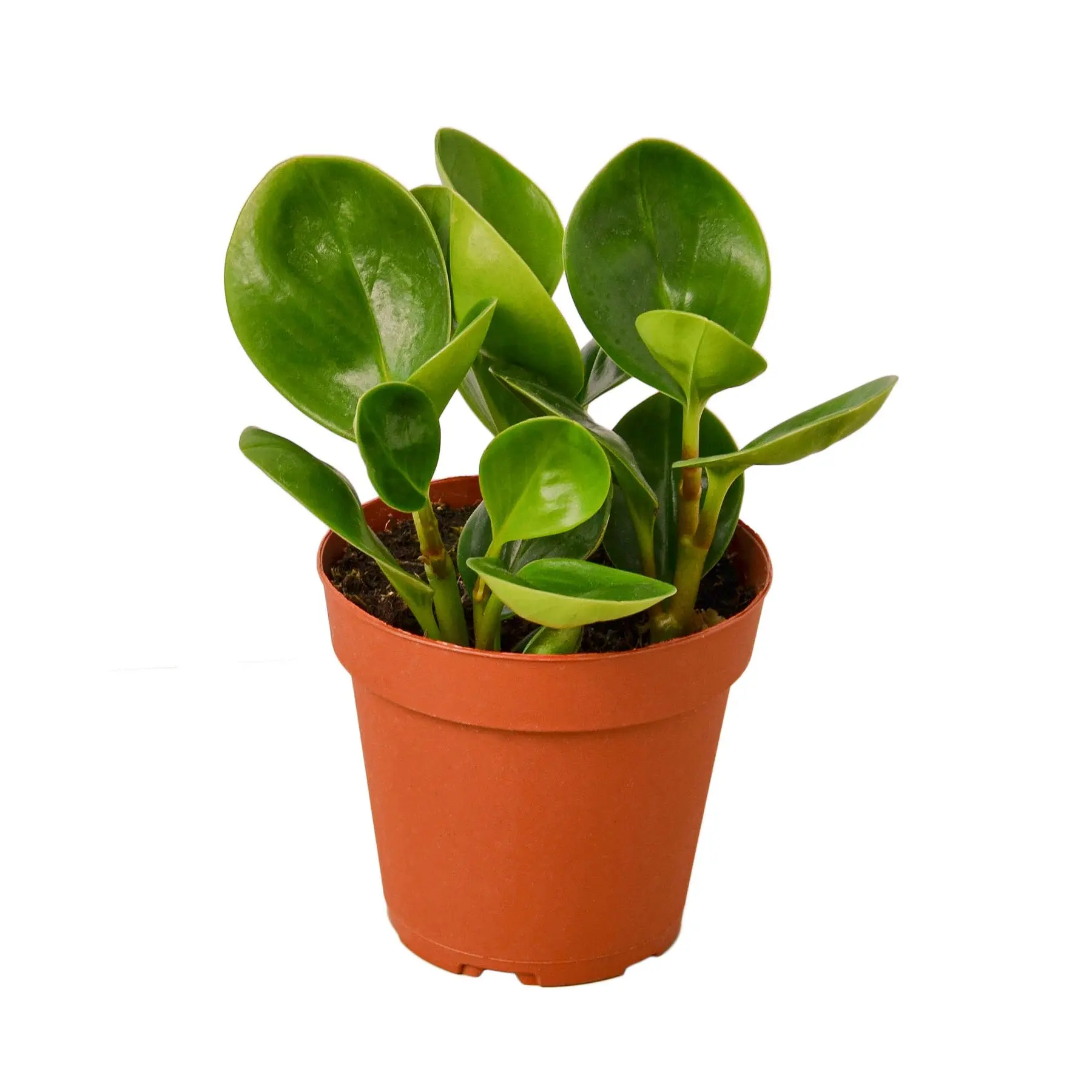 Peperomia Thailand - Easy Care Perennial Epiphyte with Deep Jade Leaves for Desk or Shelf Decor