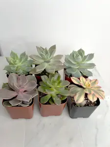 6 Pack Assorted 2" Succulent Variety - Wedding & Party Favors