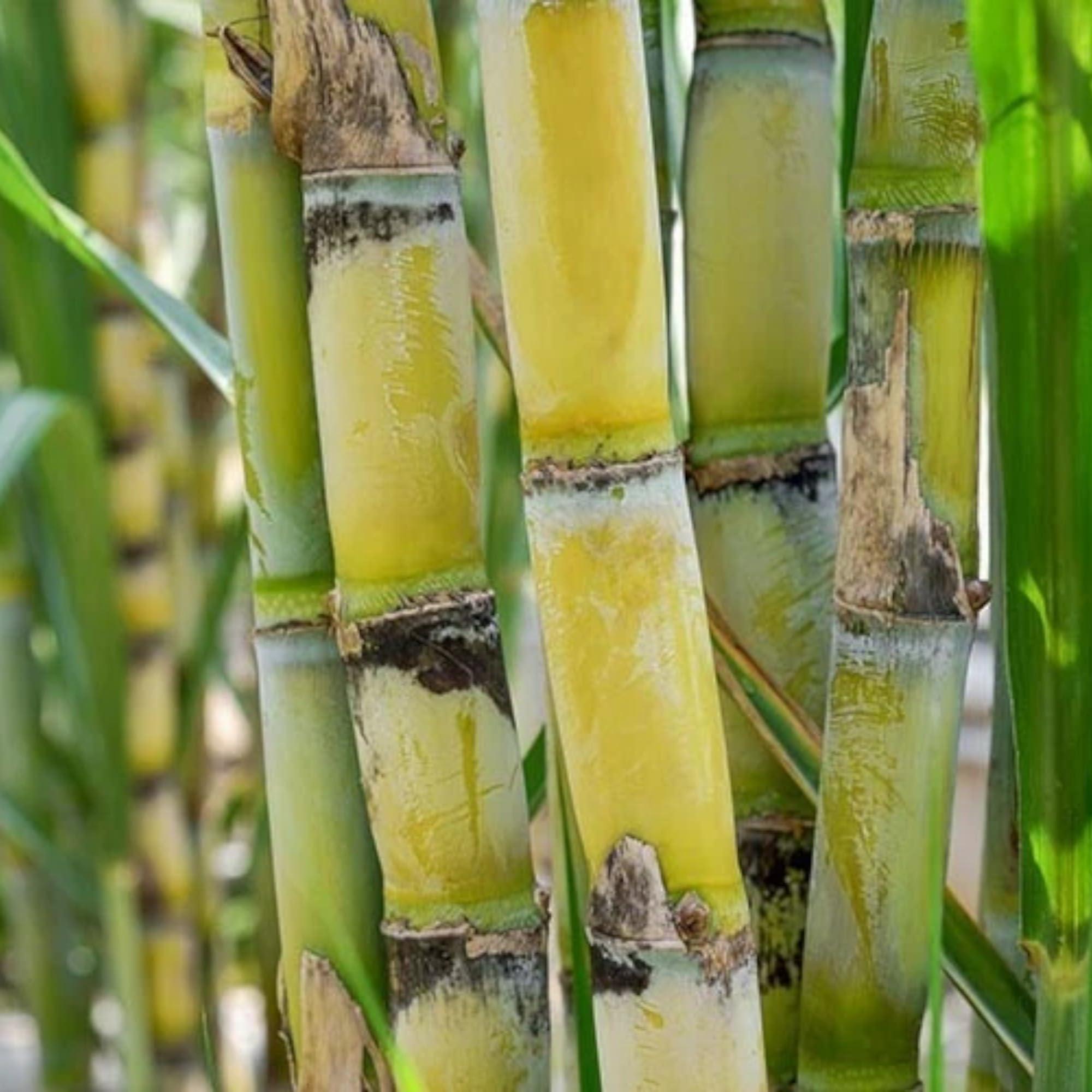 200 Sugarcane Seeds – Tropical Sweet Cane Plant Seeds for Home Garden, Outdoor Growing & Farm Planting