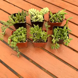 6pack  2” pots collection string of things : bananas, dolphins, pearls ,tears, rubys necklace , and donkey tail live succulent