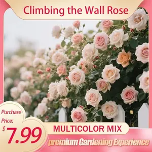 Rare Rose Flower Seeds, Indoor & Outdoor Universal (Suitable for Small Gardens/Patios/Balconies), Low-Maintenance Outdoor Flowers, Preferred by Horticulture Enthusiasts