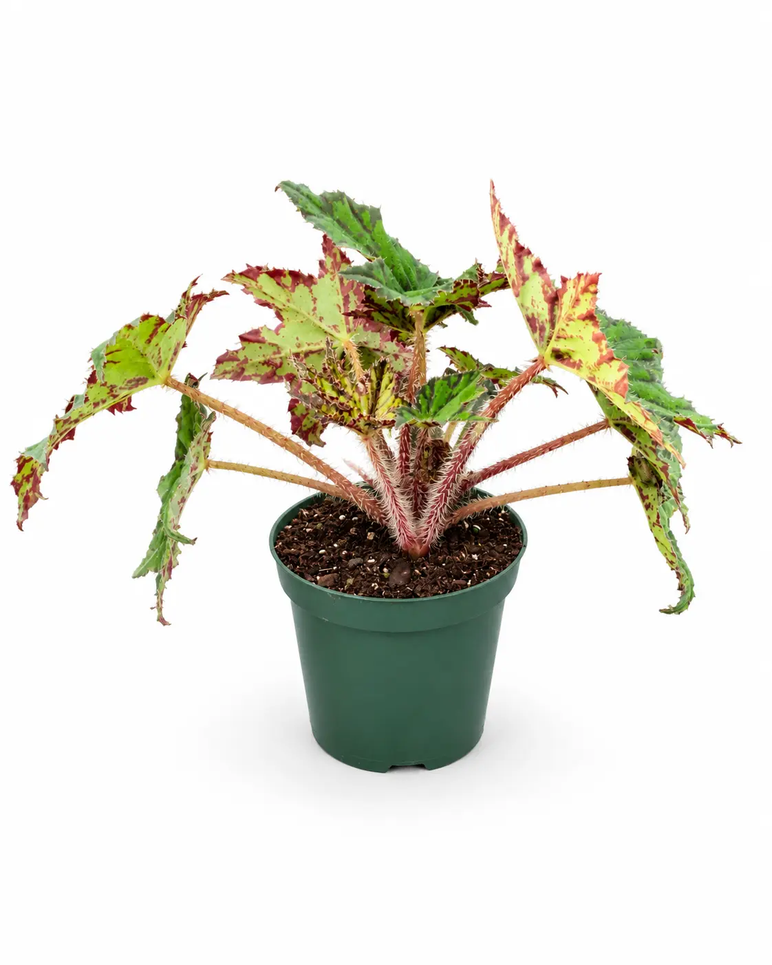 Begonia Geometry, Live Plant, Bold Geometric Patterned Foliage, Tropical Houseplant