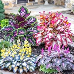800 pcs Hosta Seeds – Create Calm, Shaded Spaces with Ease