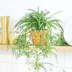Spider Plant Spider Plant