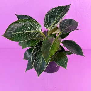 Philodendron Birkin 6” | Striped Philodendron | Easy Houseplant