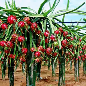 3 branches of Dragon Fruit Plant Cuttings/White Flesh Fruit-/dark red flesh/Organic grows