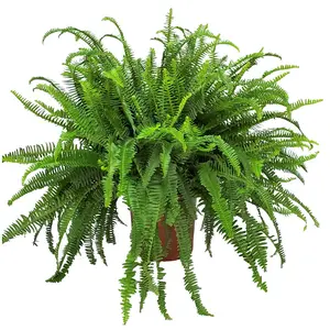 Kimberly Queen Fern (3 Gallon)