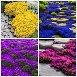 500Pcs Mix Creeping Thyme Seeds Ground Cover for Planting Perennial Thyme Non-GMO Heirloom Blue Purple Red Yellow Beautiful Flower