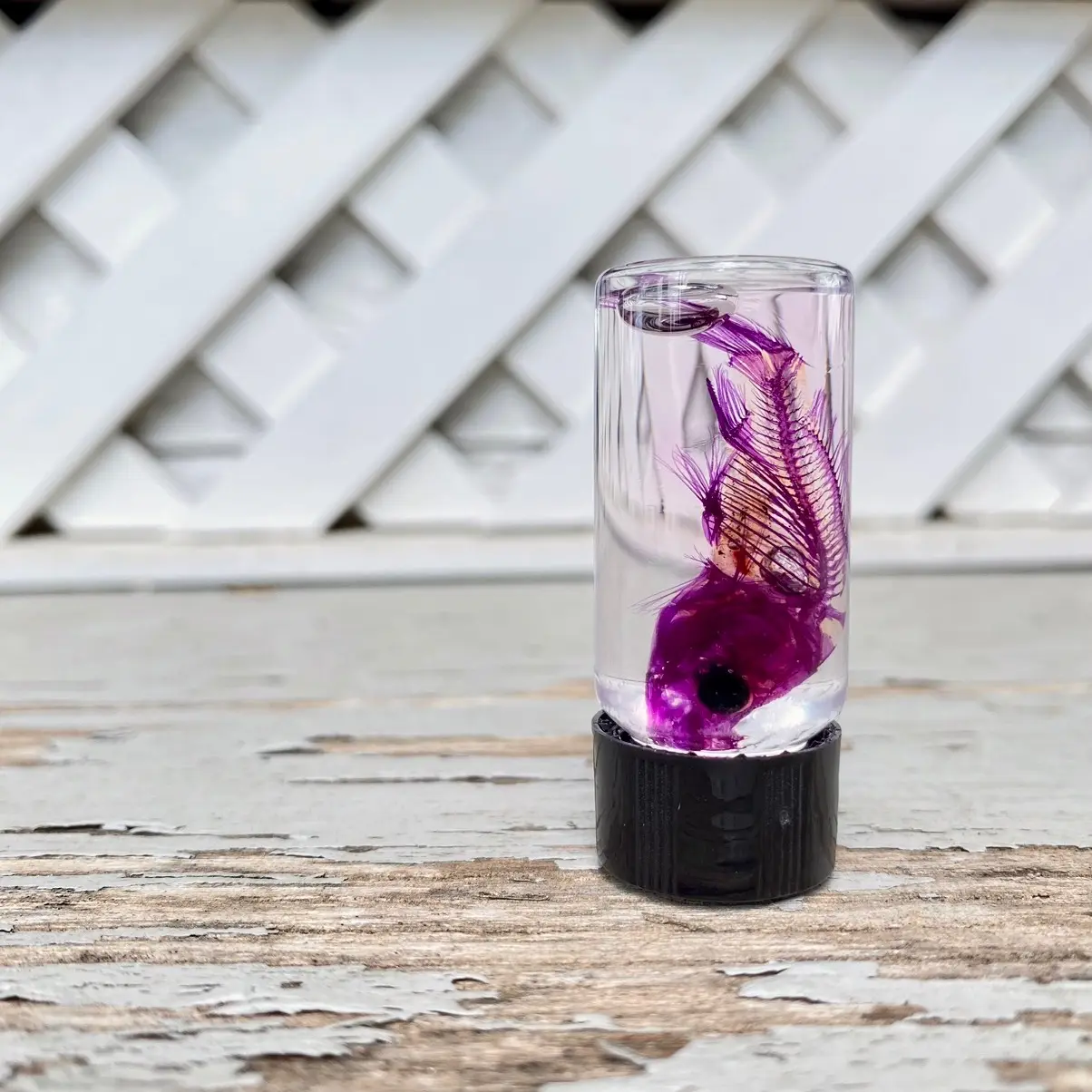 That Dead Guy - Diaphonized Wet Specimen Goldfish - Oddities and Curiosities Collection Spooky Home Halloween Decor - Diaphonization