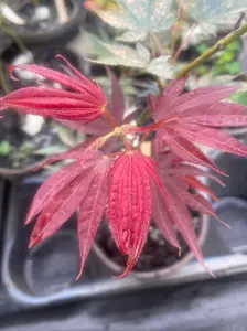 Acer palmatum 'Umegae'