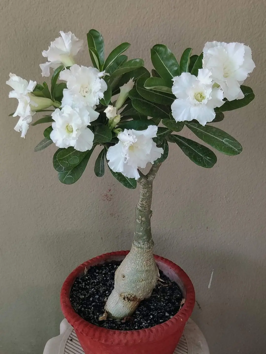 Live Adenium Obesum Desert Rose Caudex Starter Succulent Plant, Indoor Outdoor Ornamental Plant for Home Garden Decor, 1 Live Plant