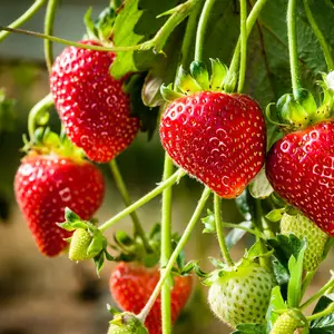 200-300pcs Heirloom Strawberry Seeds - Perennial Non-GMO Outdoor Indoor Giant Fresh Berry Seeds