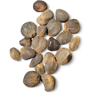 Mano 21 Ikin Ifa Semillas 4 ojos Mano de Orula, ifa Santeria Religious Decoration Ikines Palm