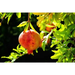 "Greek Red" Hardy Pomegranate