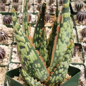 Aloe 'Krakatoa'