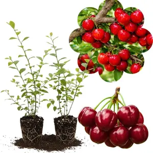 Set of Barbados Cherry Tree Plant, Acerola Red Cherry Tree, Tropical Fruit Plant, 4-8 Inches Tall, Ready for Growing