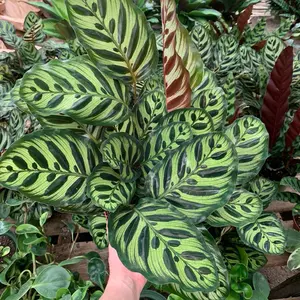 Calathea Makoyana indoor tropical plant 6inch