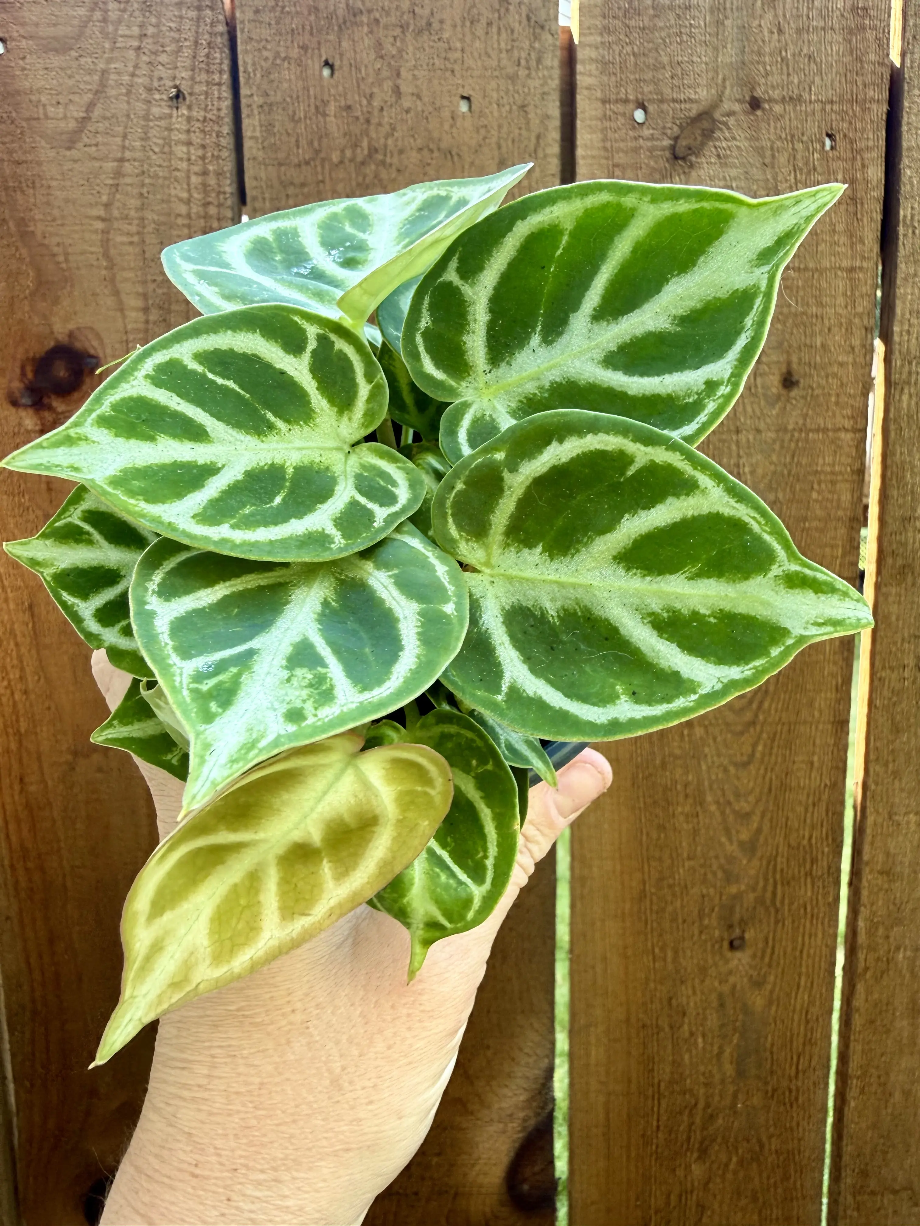 Anthurium Silver Blush x Doryaki Live Houseplant, 4 in Potted Tropical Plant for Home Garden Supplies
