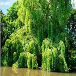 4 Bright Green Weeping Willow Cuttings, Grow 4 Trees - Wisconsin Weeping Willow