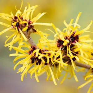 Witch Hazel Bush Shrub Plant, 1 Year Old Witch-Hazel Tree Live Plant in Quart Pot, Ready to Plant Outdoor, 6" to 1 Ft Tall