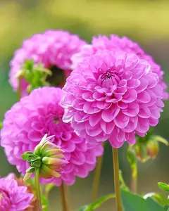 5000 Zinnia Seeds - Double-flowered Zinnia Annual Perennial Flower Seeds for Planting Outdoors Non GMO Mixed Colors Large Blooms Attract Pollinators Easy to Grow All Seasons non-gmo