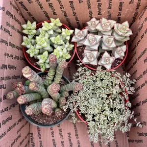 4’ button colorful assortment Bedroom