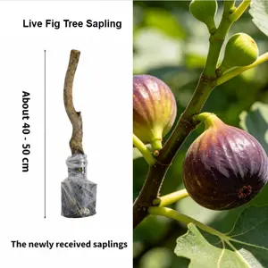 Live Fig Tree Plant 2-3 Year Old Self-Fertile Fast Growing Sweet Fresh Fig Sapling Easy Care for Home Garden Patio Container Outdoor Fruit Bearing Tree