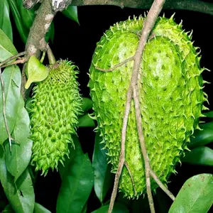 LIVE PLANT 2ft Annona muricata - Soursop - Guanabana - Graviola - Guyabano TROPICAL FRUIT TREE